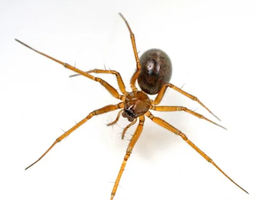 Bathyphantes approximatus