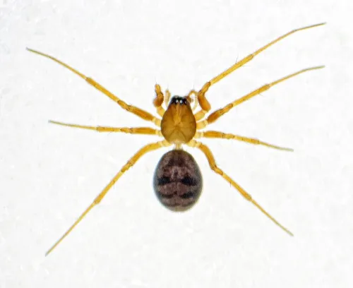 Bathyphantes approximatus - photo 2