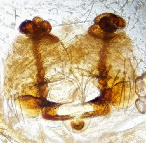 Bathyphantes approximatus - photo 4