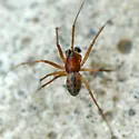 Bathyphantes brevipes