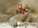 Bathyphantes brevipes - photo 2