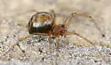 Bathyphantes brevipes - photo 3