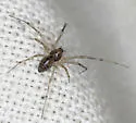 Bathyphantes brevipes - photo 4