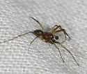 Bathyphantes brevipes - photo 5