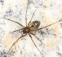 Bathyphantes brevis
