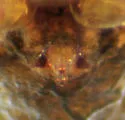 Bathyphantes brevis - photo 2