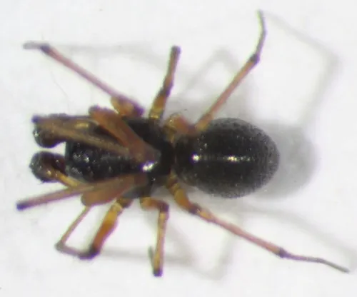 Canada Sheetweb Weaver - photo 4