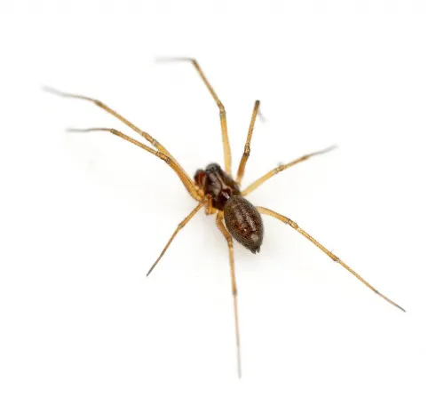 Bathyphantes gracilis