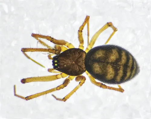 Bathyphantes gracilis - photo 2