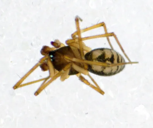 Bathyphantes gracilis - photo 3