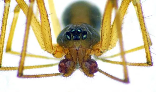 Bathyphantes gracilis - photo 4