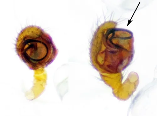 Bathyphantes gracilis - photo 6