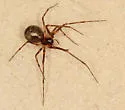 Bathyphantes keeni