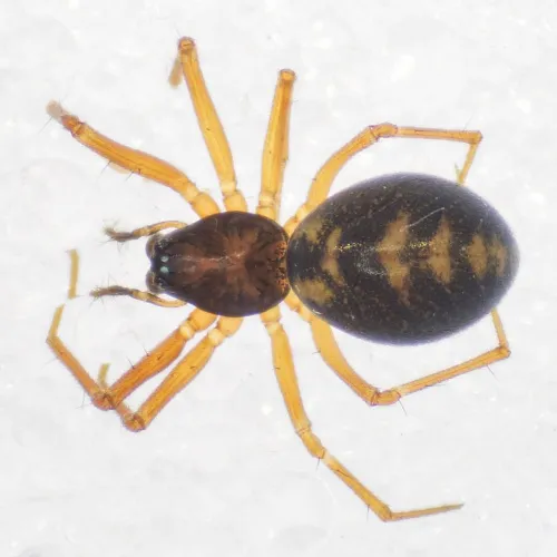 Bathyphantes nigrinus