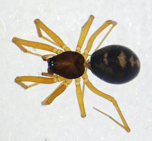 Bathyphantes nigrinus - photo 2