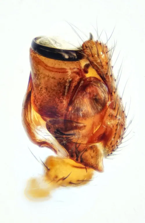 Bathyphantes nigrinus - photo 3