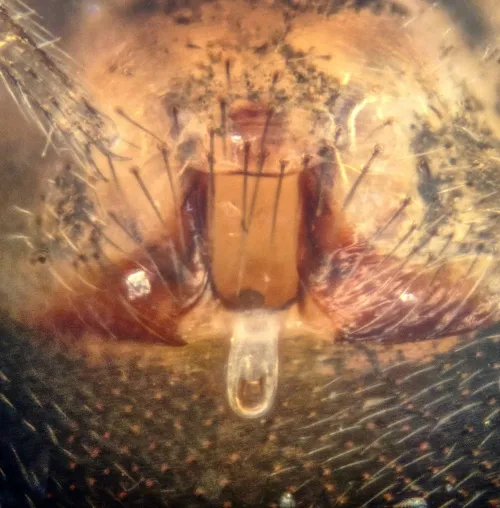 Bathyphantes nigrinus - photo 4