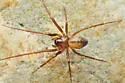 Bathyphantes orica