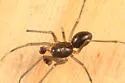 Bathyphantes pallidus