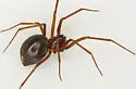 Bathyphantes pallidus - photo 2