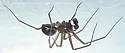 Bathyphantes pallidus - photo 3