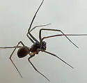 Bathyphantes pallidus - photo 4