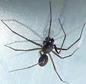 Bathyphantes pallidus - photo 5
