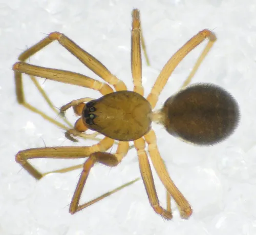 Bathyphantes parvulus