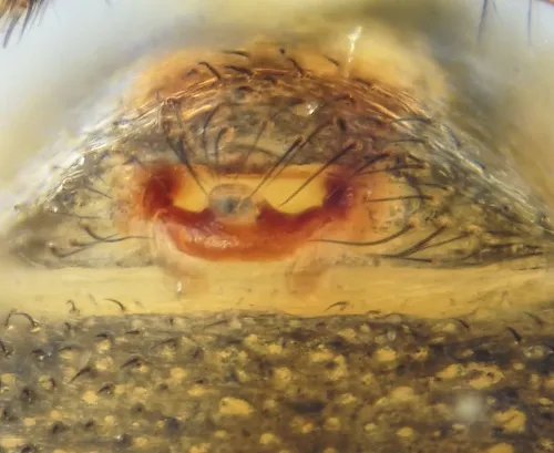 Bathyphantes parvulus - photo 2