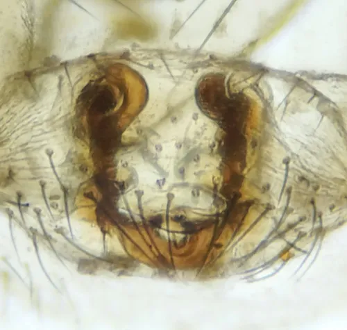 Bathyphantes parvulus - photo 3