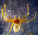 Bathyphantes weyeri