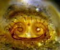Bathyphantes weyeri - photo 2