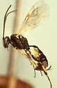 Bathyplectes curculionis