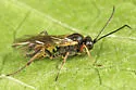 Bathyplectes infernalis
