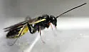 Bathyplectes infernalis - photo 2