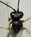 Bathyplectes infernalis - photo 3
