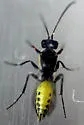 Bathyplectes infernalis - photo 4