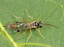Bathythrix triangularis