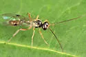 Bathythrix triangularis - photo 2