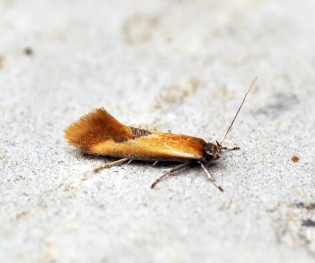 Batia lunaris - photo 2