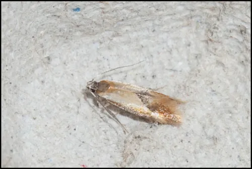 Batia lunaris - photo 7