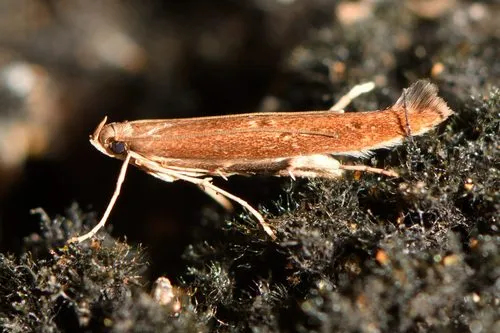 Batrachedra agaura