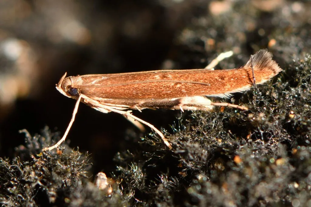 Batrachedra agaura - photo 2