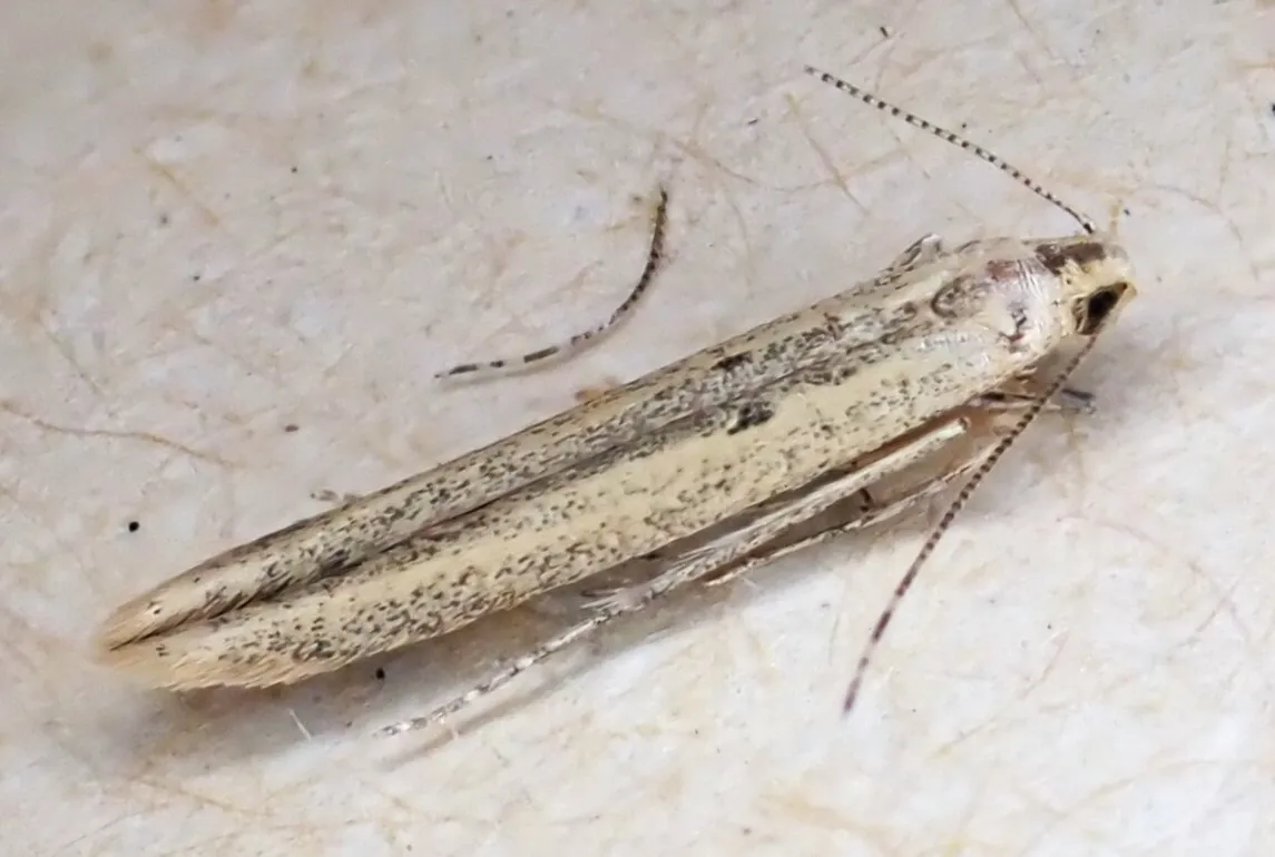Batrachedra arenosella - photo 3