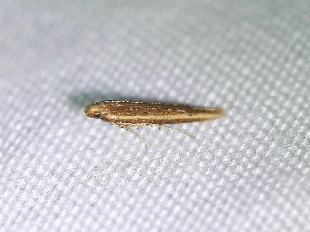 Batrachedra busiris - Hodges#1406 - photo 2