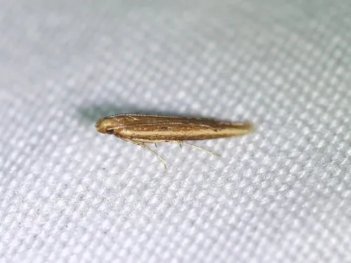 Batrachedra busiris - Hodges#1406 - photo 3