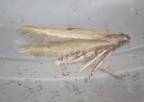 Batrachedra confusella