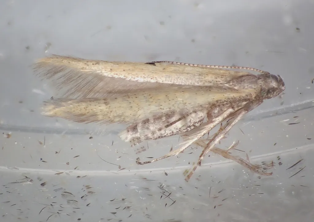 Batrachedra confusella - photo 2
