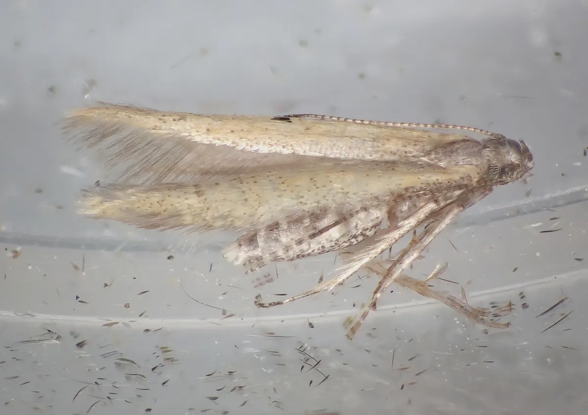 Batrachedra confusella - photo 3