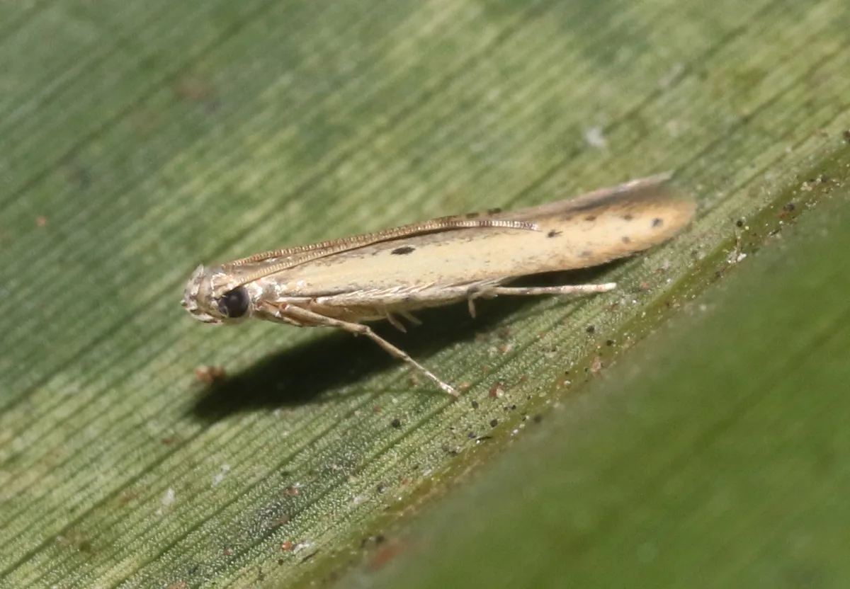Batrachedra decoctor - Hodges#1416 - photo 2